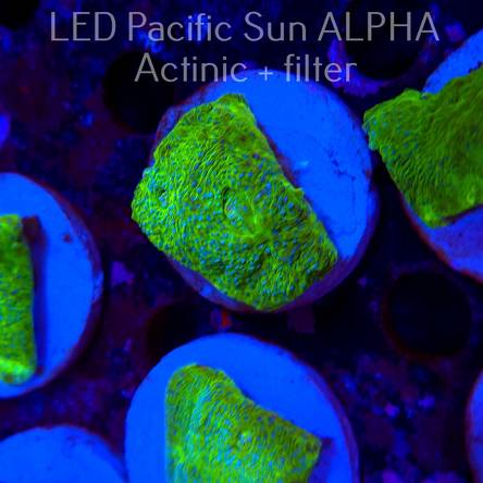 Mycedium WWC Space Invader Chalice (04.05.2025)  4cm