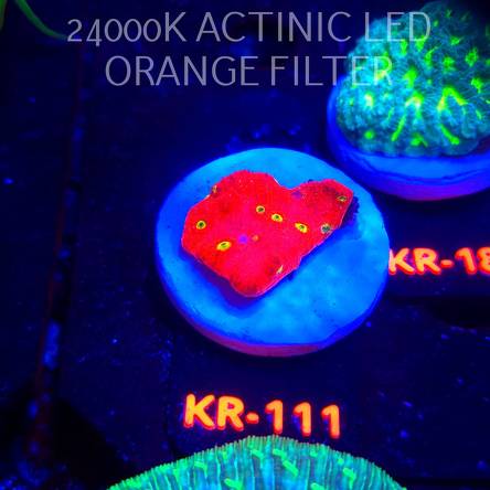 Echinophora taylorae YELLOW EYE (22.01.2026) KR-111  4cm