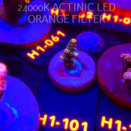 Acropora MILLEPORA RAINBOW (02.02.2026) H1-101  3cm