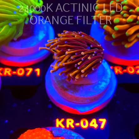 Euphyllia glabrescens HELLFIRE (04.12.2025) KR-047