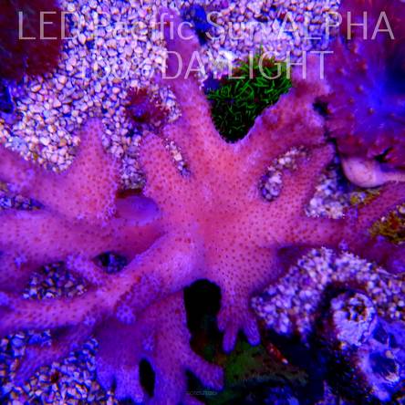 Lobophytum Devils Hand Leather (03.07.2023)  XL