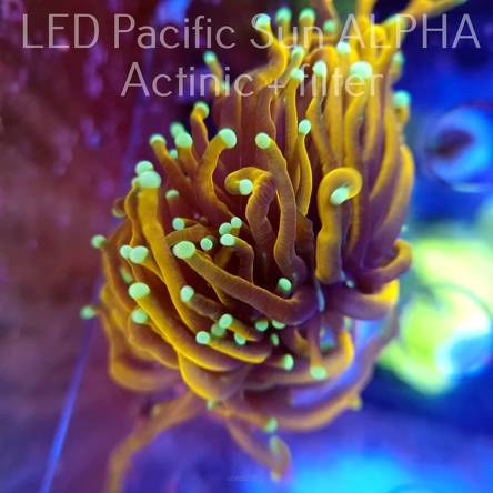Euphyllia glabrescens OG HELLFIRE TORCH (26.10.2023) 2 HEADS