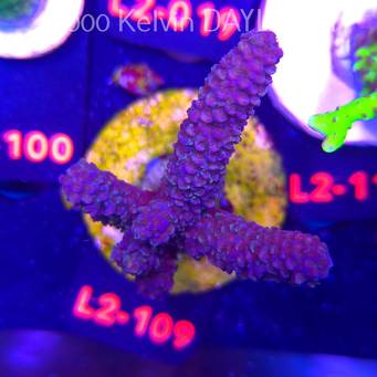 Acropora sp AUSTRALIA (12.11.2025) L2-109  7cm