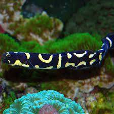 (PARA) Pholidichthys leucotaenia rozmiar 20 cm