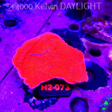 Montipora capricornis RED (07.08.2026) H2-073  7cm