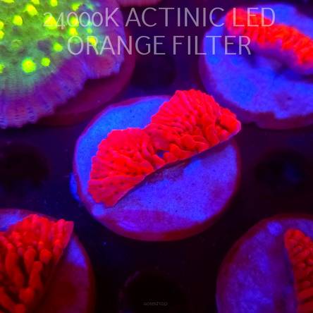 Montipora JASON FOX MEAN STREAK (21.02.2026)  5cm