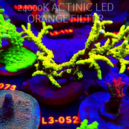 Anacropora WWC SLIMEBALL (05.01.2026) L3-052  10cm