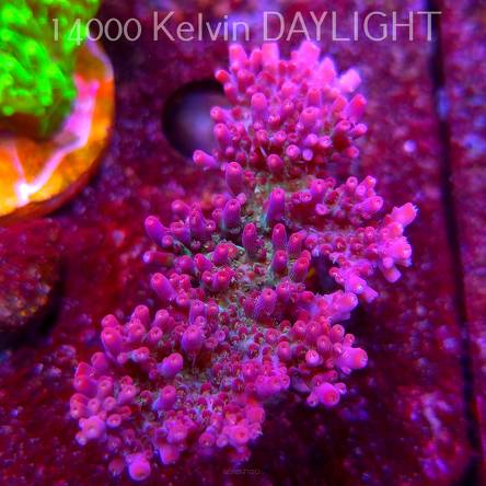 Acropora microclados CHEMICAL ROMANCE (08.05.2025) MM1-II-16  6cm