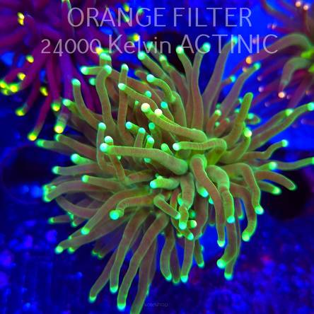   Euphyllia glabrescens Aussie GREEN (20.06.2025)