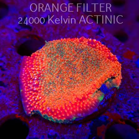 Acropora JMC RAINBOW PRINCESS Signature Frag (11.08.2025) MM6-III-32  5cm