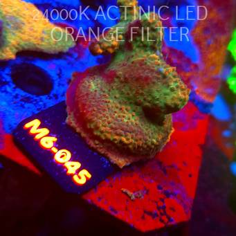 Acropora JMC RAINBOW PRINCESS Signature Frag (12.06.2026) M6-045  4cm