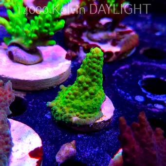 Acropora humilis GREEN AUSTRALIA (19.06.2025) L3-II-18  4cm