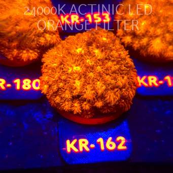 Leptastrea pruinosa JOHN DEERE (14.01.2026) KR-162  5cm