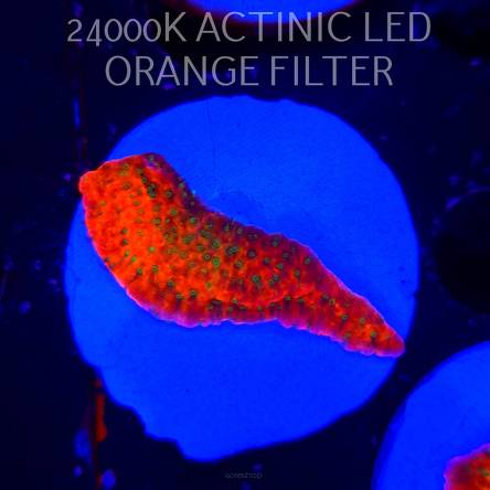 Montipora JASON FOX PHOENIX EVOLUTION (07.12.2025)  5cm