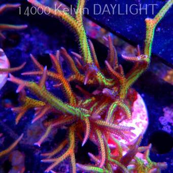 Seriatopora hystrix YELLOW (06.05.2025)  12cm