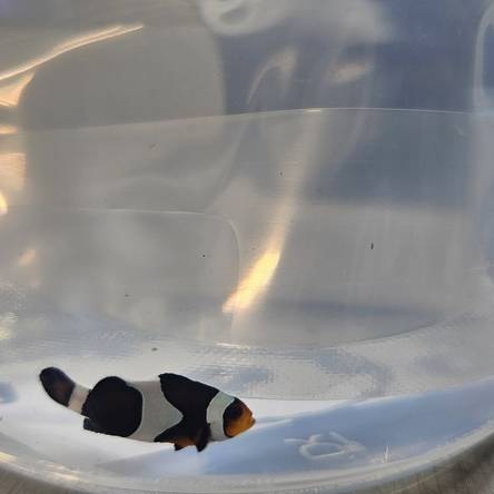 Amphiprion ocellaris WYSIWYG DARWIN TANK BRED 4cm
