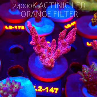 Acropora MILLEPORA PINK FUSION (14.08.2026) L2-147  7cm