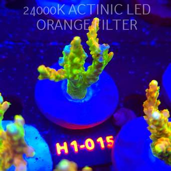 Acropora loripes GOLDEN JAWDROPPER (25.10.2025) H1-015  6cm