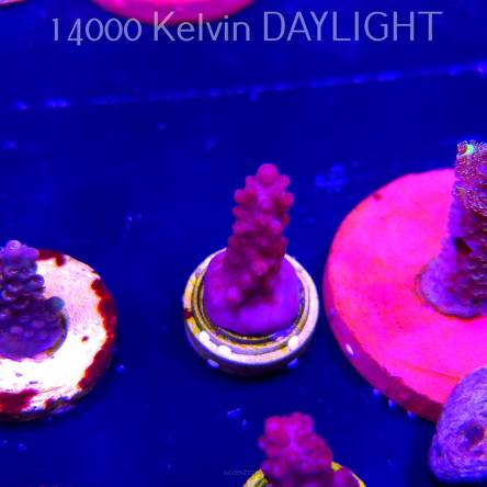 Acropora CHERRY BLOSSOM (04.10.2025)  3cm