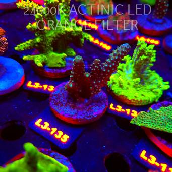Acropora humilis DARK MOON (11.09.2026) L3-135  6cm