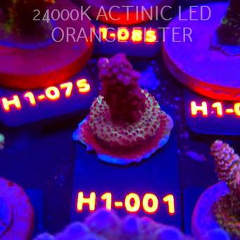 Acropora CHERRY BLOSSOM (02.02.2026) H1-001  3cm