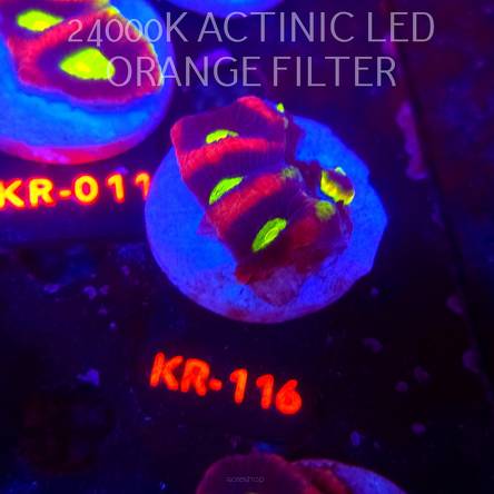 Favites complanata OG DRAGON SOUL (21.02.2026) KR-116  5cm