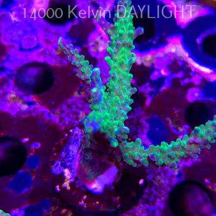 Acropora JMC PRINCESS (11.08.2025) MM6-II-10  7cm