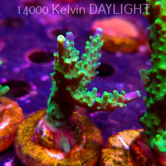 Acropora JMC PRINCESS (07.04.2025) MM6-II-10  5cm