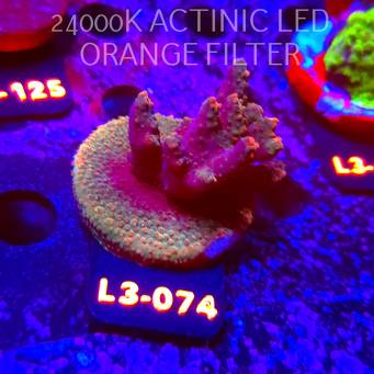 Acropora sp. PREMIUM AUSTRALIA (05.01.2026) L3-074  5cm