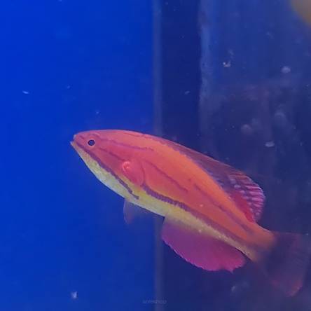Paracheilinus Mccoskeri rozmiar 6-7 cm