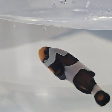 Amphiprion ocellaris WYSIWYG DARWIN TANK BRED 4cm