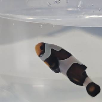 Amphiprion ocellaris WYSIWYG DARWIN TANK BRED 4cm