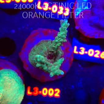 Acropora sp. AUSTRALIA (04.01.2026) L3-002  9cm