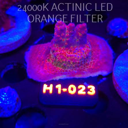 Acropora sp. JMC SPECIAL (01.02.2026) H1-023  4cm