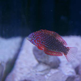 Macropharyngodon ornatus rozmiar 6cm