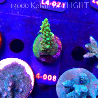 Acropora sp. PREMIUM AUSTRALIA (19.05.2026) L4-008  7cm