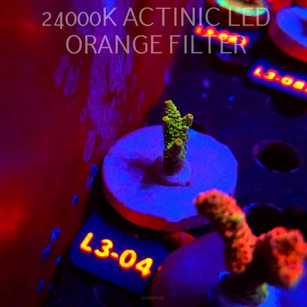 Acropora MILLEPORA SUNSET (10.09.2026) L3-041  4cm