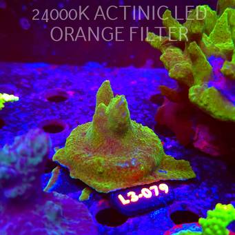 Acropora sp. AUSTRALIA (05.01.2026) L3-079  5cm