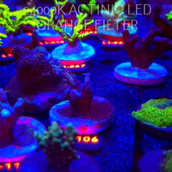 Acropora sp AUSTRALIA (09.10.2025) L1-106  3cm