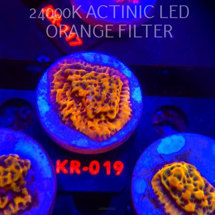 Montipora danae ULTRA (01.02.2026) KR-019  4cm