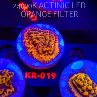 Montipora danae ULTRA (01.02.2026) KR-019  4cm