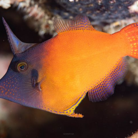 Pervagor melanocephalus orange 6-7cm