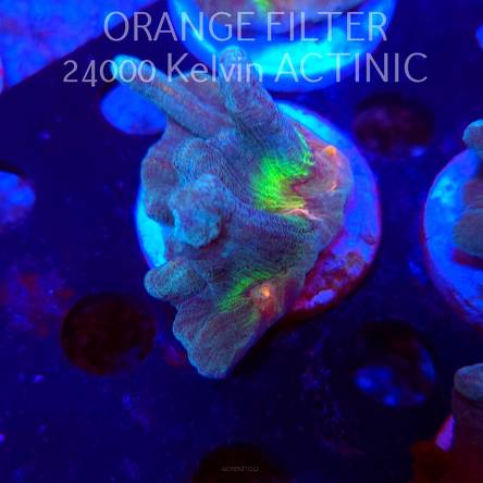  Pectinia alcicornis TYE DYE (04.03.2025)  6cm
