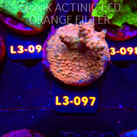 Acropora sp. PREMIUM AUSTRALIA (11.09.2026) L3-097  5cm