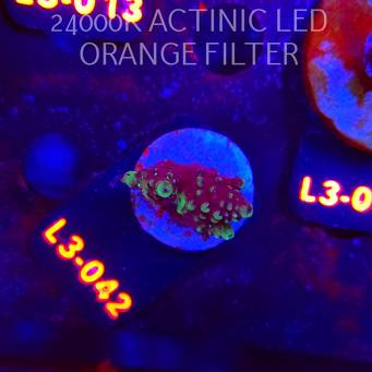 Acropora sp. AUSTRALIA (04.01.2026) L3-042  3cm