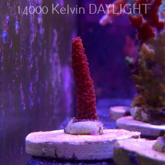 Acropora sp. AUSTRALIA (19.06.2025) L3-I-1  5cm