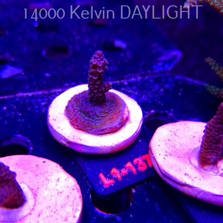Acropora spathulata (03.08.2026) L1-137  5cm