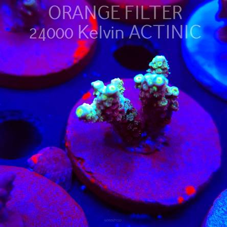 Acropora tenuis RAINBOW (04.10.2025)  4cm