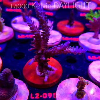 Acropora verweyi (14.08.2026) L2-095  10cm