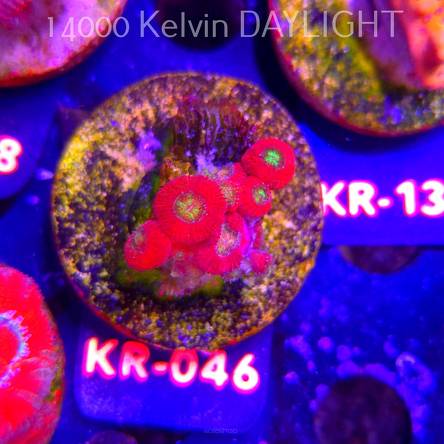Acanthastrea lordhowensis SUPERNOVA (01.07.2026) KR-046